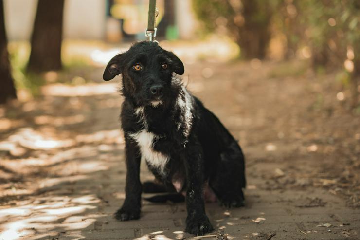 Bild 11: Litschi ist eine zauberhafte Hündin.