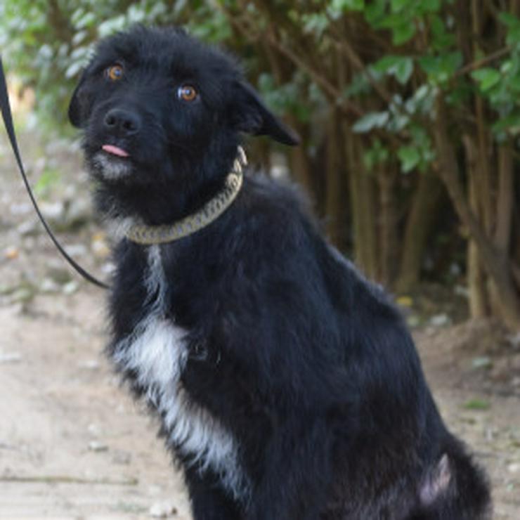 Bild 15: Litschi ist eine zauberhafte Hündin.