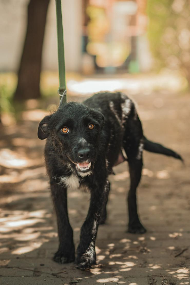 Bild 9: Litschi ist eine zauberhafte Hündin.