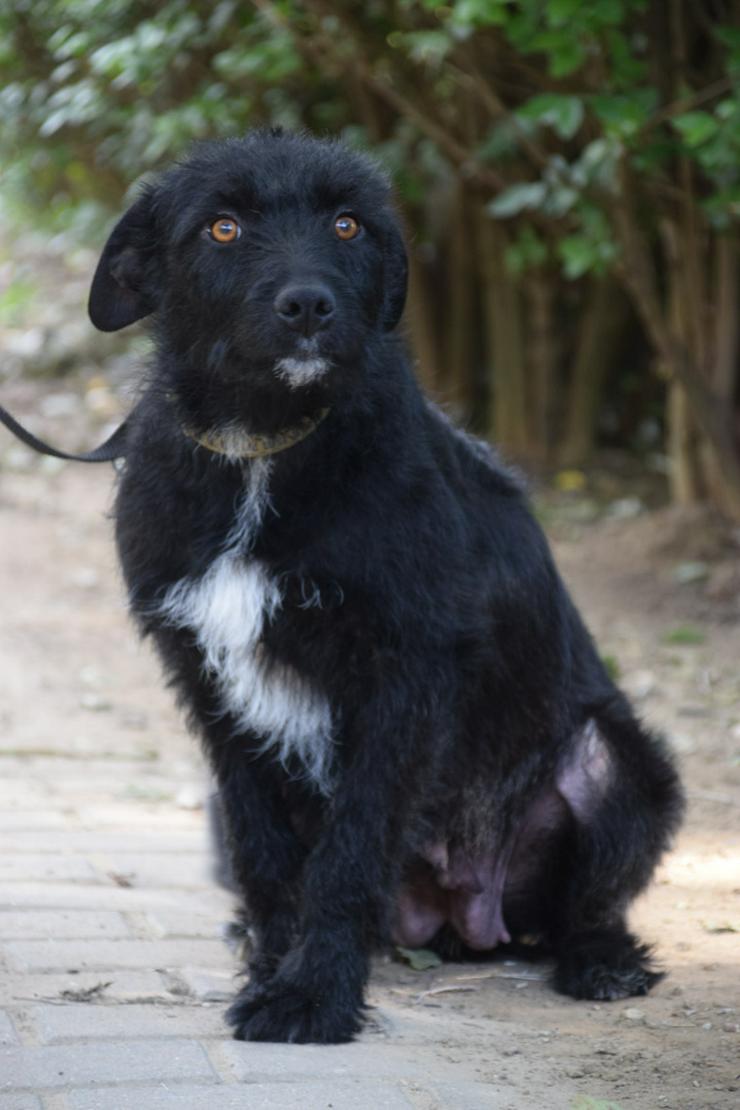 Litschi ist eine zauberhafte Hündin.