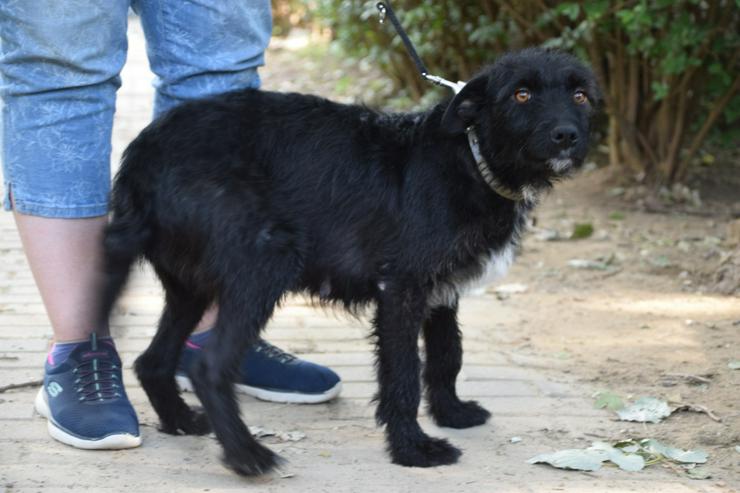 Bild 7: Litschi ist eine zauberhafte Hündin.