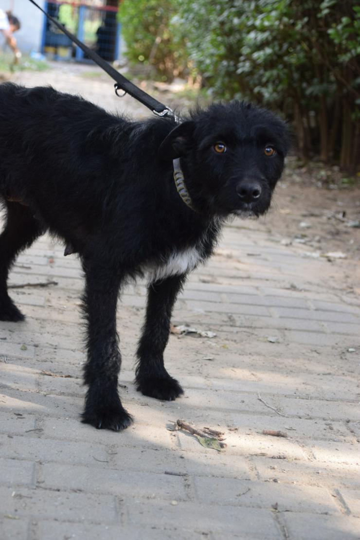 Bild 3: Litschi ist eine zauberhafte Hündin.