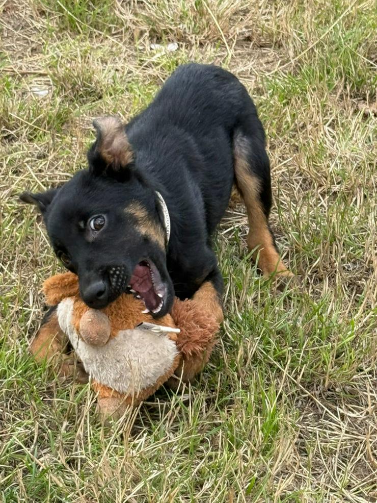 Bild 10: Chico ist ein liebenswerter junger Rüde.