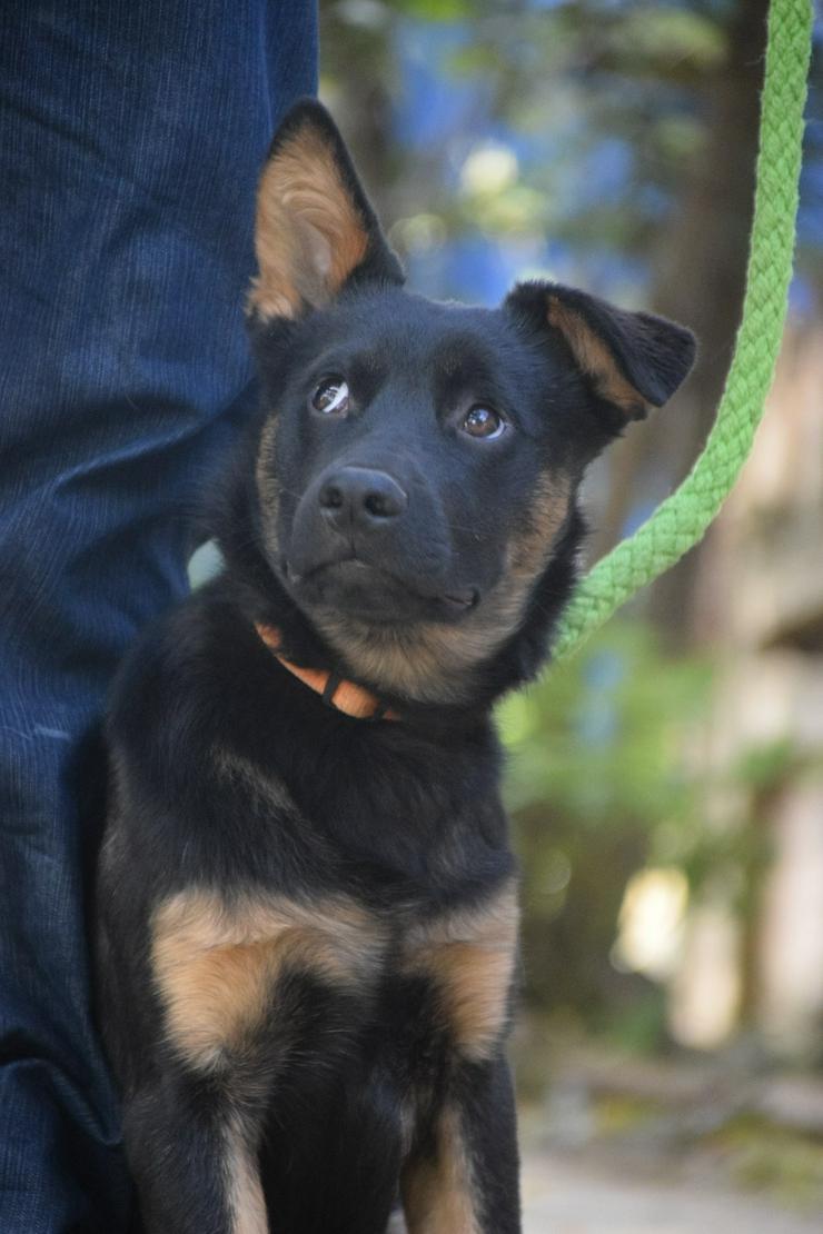 Bild 15: Chico ist ein liebenswerter junger Rüde.
