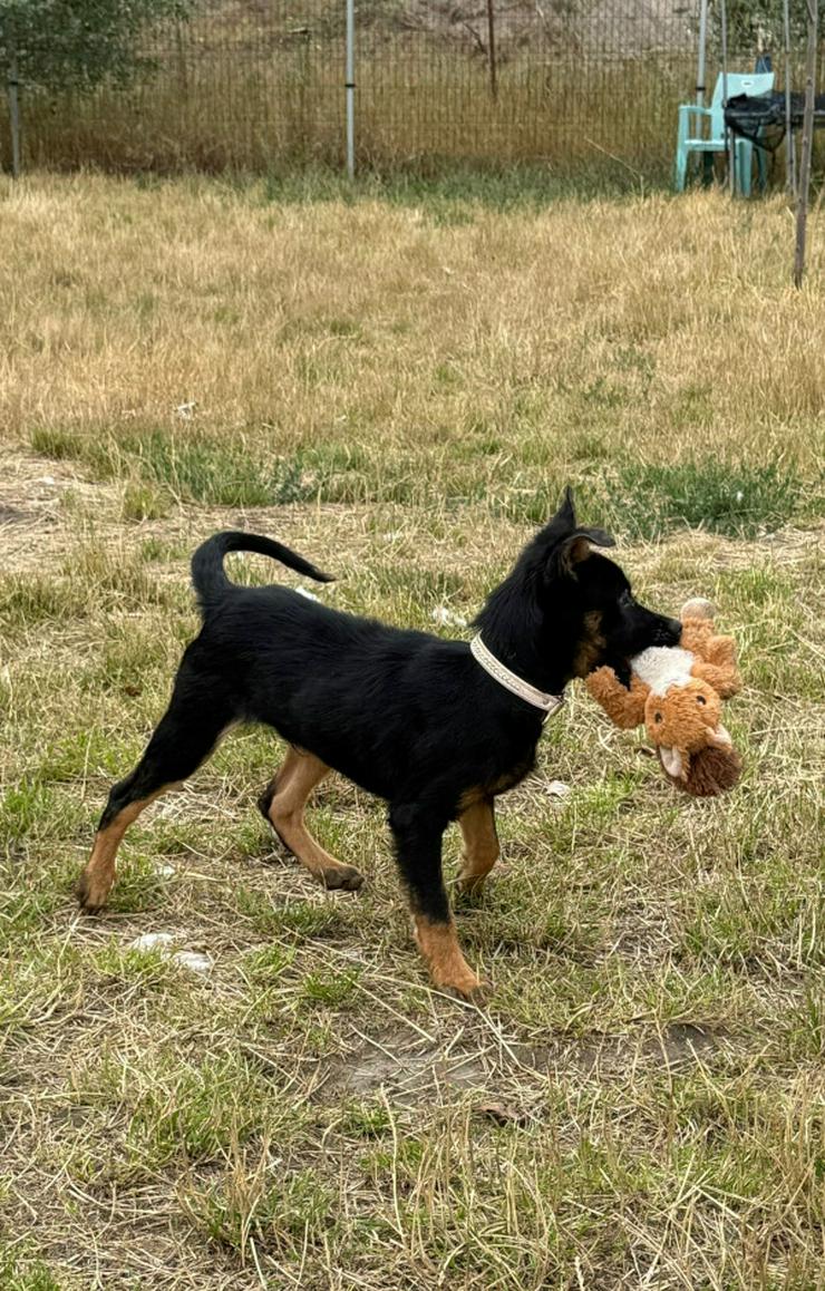 Bild 12: Chico ist ein liebenswerter junger Rüde.