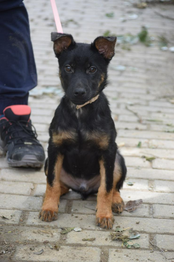 Bild 4: Chico ist ein liebenswerter junger Rüde.