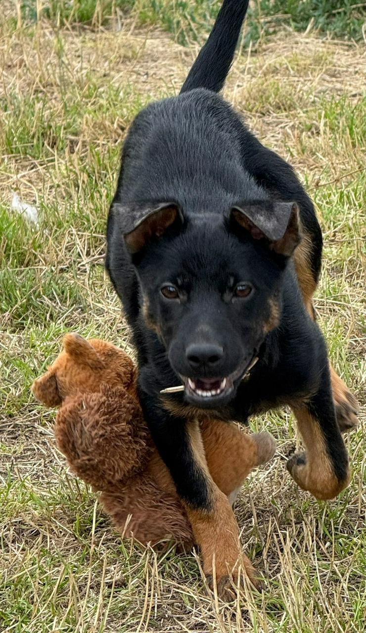 Bild 9: Chico ist ein liebenswerter junger Rüde.