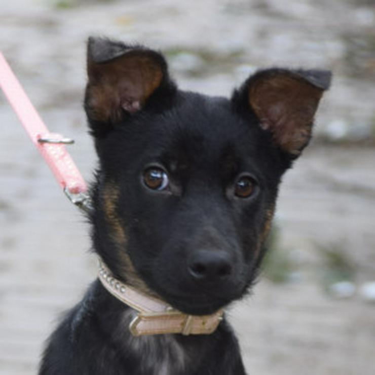 Bild 16: Chico ist ein liebenswerter junger Rüde.