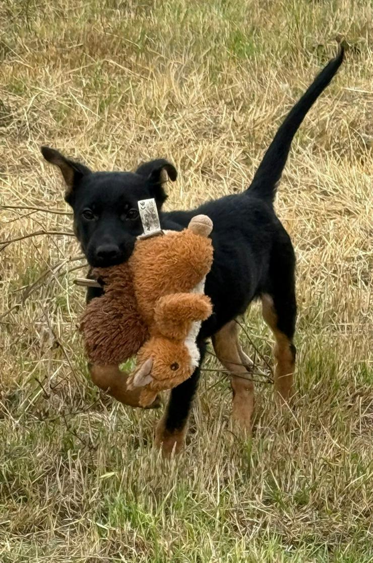 Bild 8: Chico ist ein liebenswerter junger Rüde.