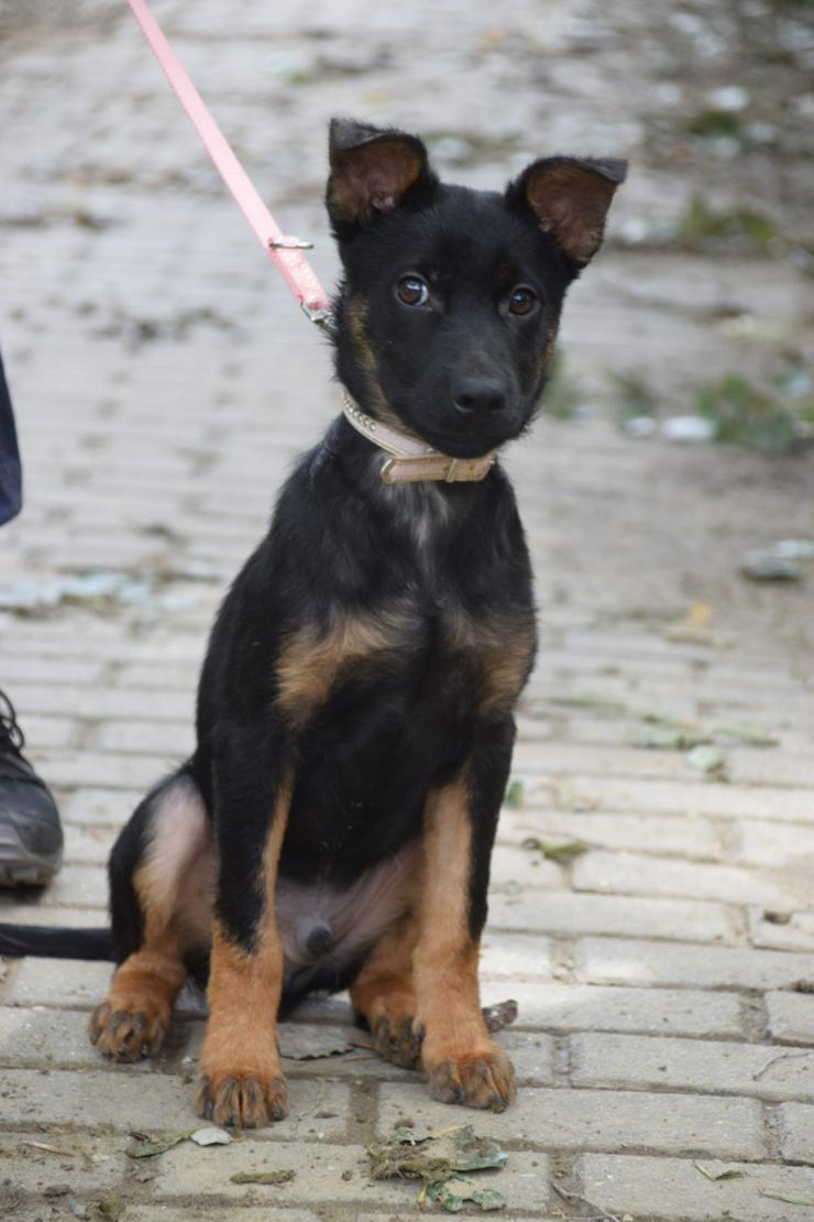 Bild 5: Chico ist ein liebenswerter junger Rüde.