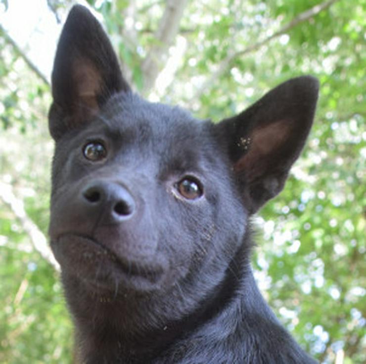 Bild 7: Shora, ist eine unglaublich süße und freundliche Hündin.