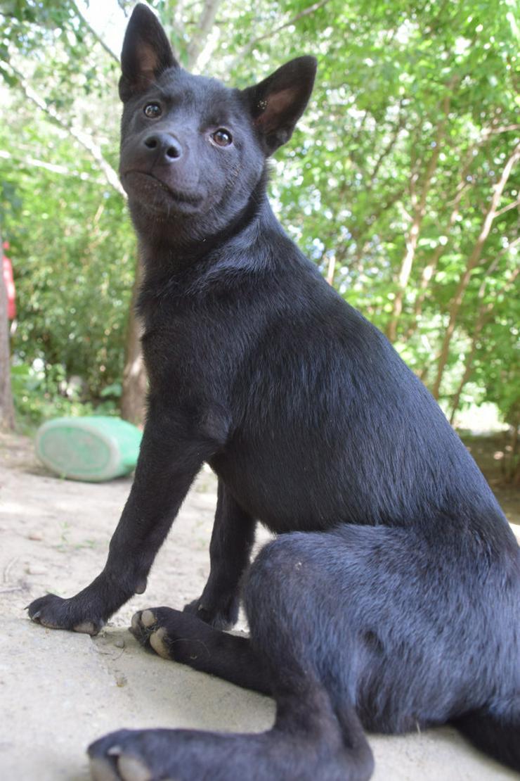 Shora, ist eine unglaublich süße und freundliche Hündin.