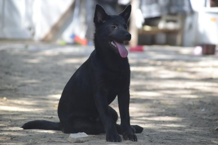 Bild 5: Shora, ist eine unglaublich süße und freundliche Hündin.