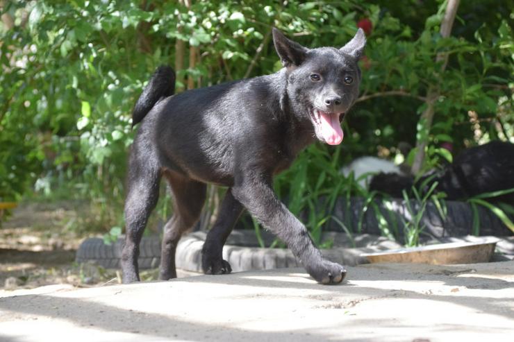 Bild 3: Shora, ist eine unglaublich süße und freundliche Hündin.