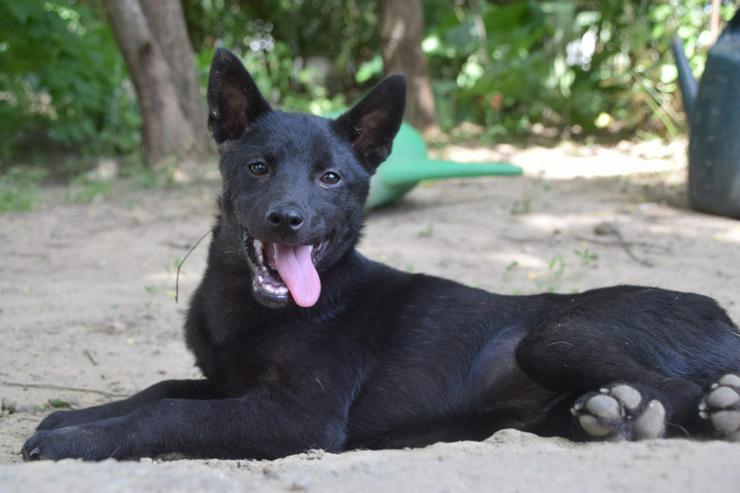 Bild 2: Shora, ist eine unglaublich süße und freundliche Hündin.
