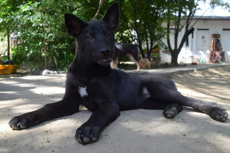 Bild 5: Shira ist eine unglaublich süße und freundliche Hündin.