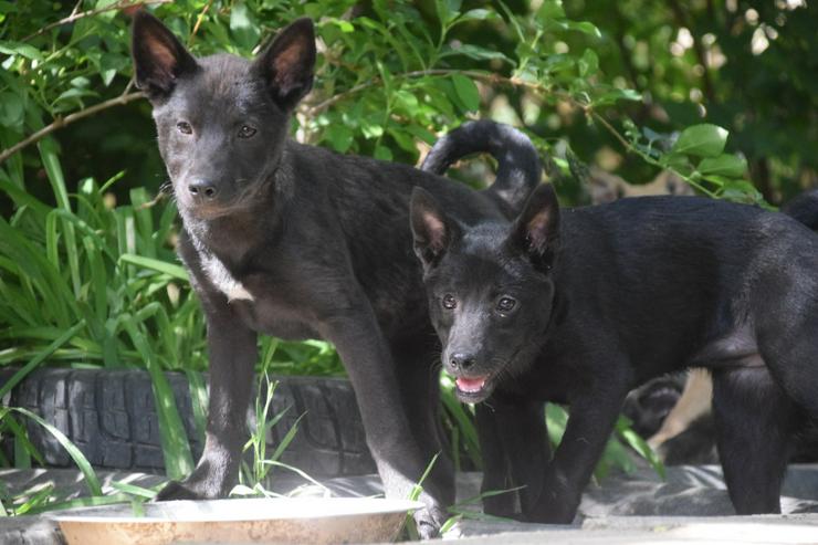 Bild 6: Shira ist eine unglaublich süße und freundliche Hündin.