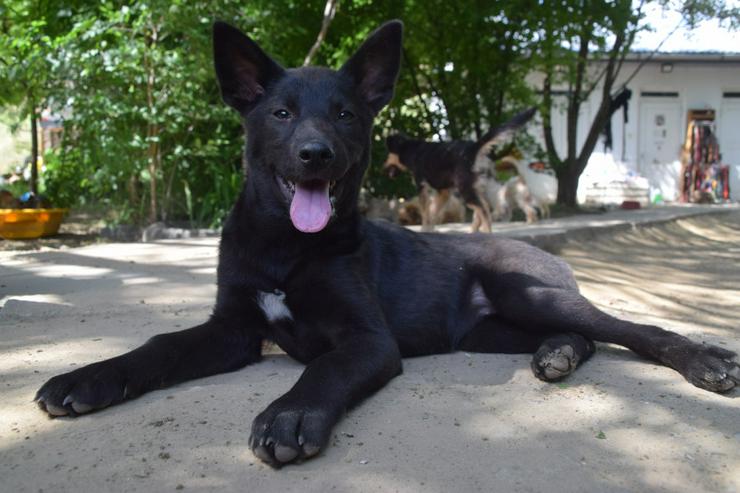 Bild 4: Shira ist eine unglaublich süße und freundliche Hündin.