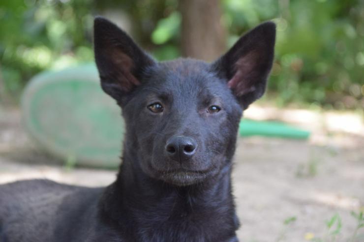 Shira ist eine unglaublich süße und freundliche Hündin.