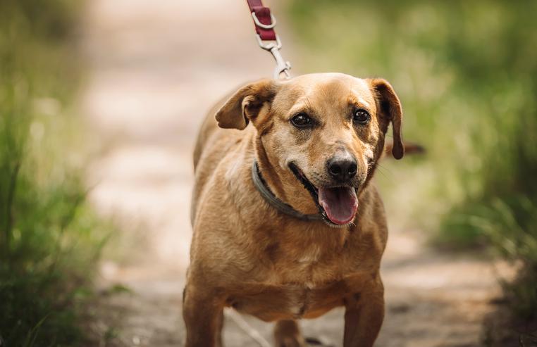 Bild 3: Pia ist eine nette Mischlingshündin.