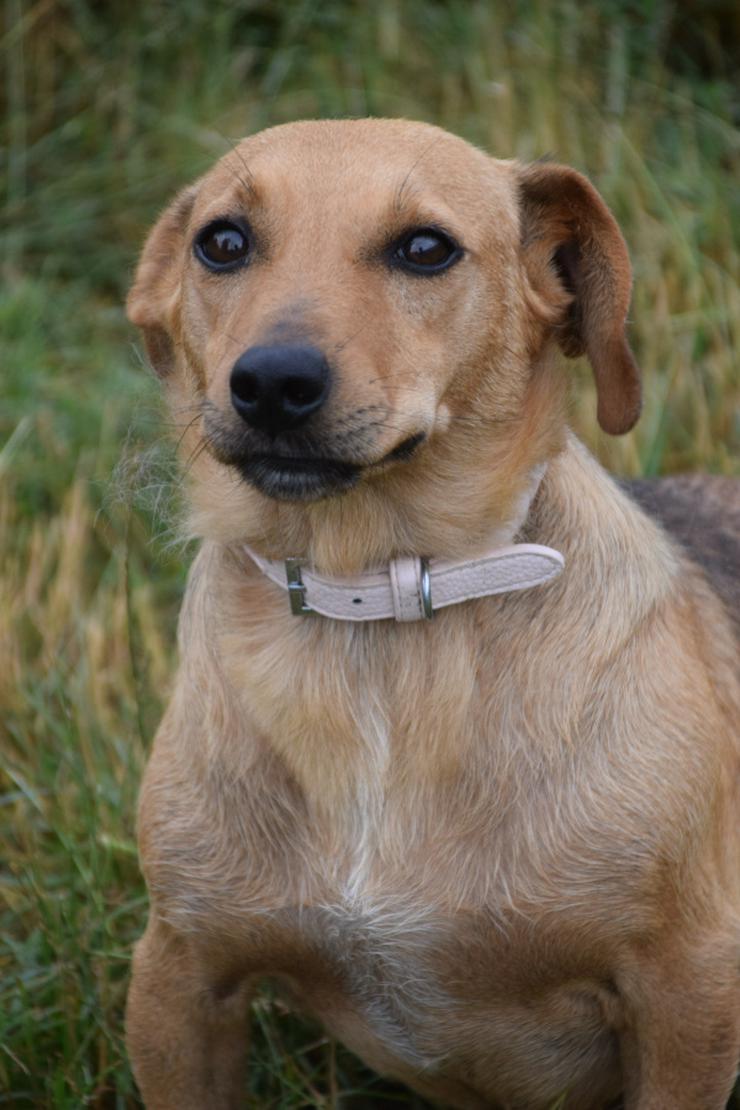 Bild 4: Pia ist eine nette Mischlingshündin.