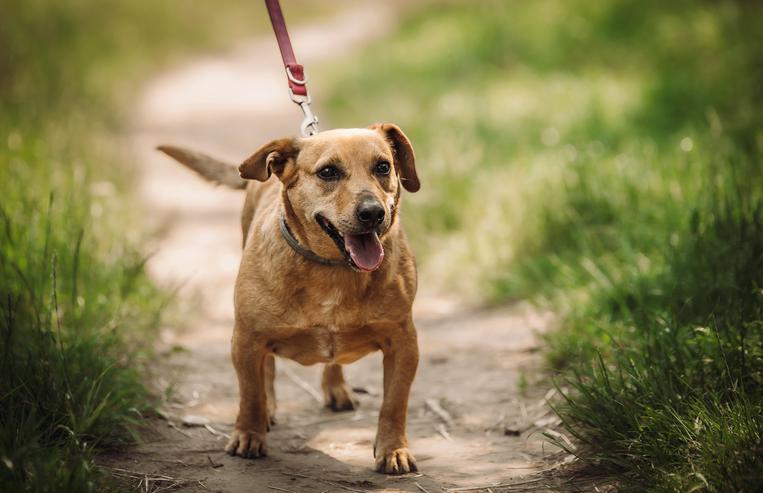Pia ist eine nette Mischlingshündin.