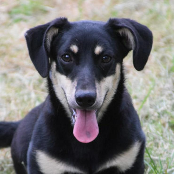 Bild 6: Esther ist ein kleines, schüchternes Hundekind