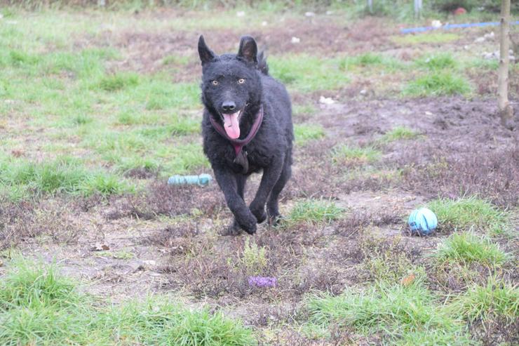Bild 4: Oliver ist ein zuckersüßer, netter und hübscher Lausejunge.
