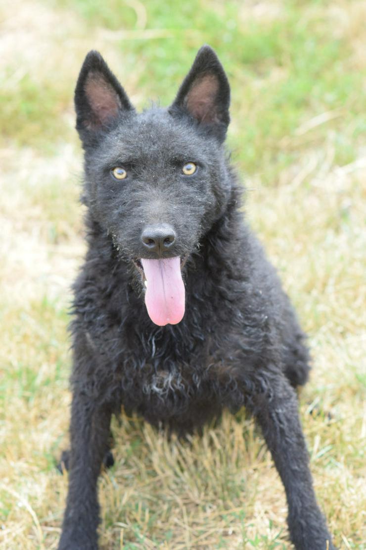 Bild 2: Oliver ist ein zuckersüßer, netter und hübscher Lausejunge.