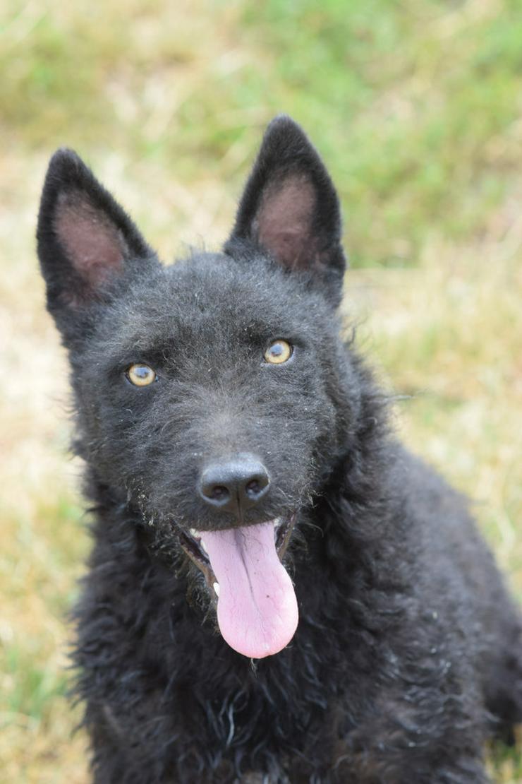 Oliver ist ein zuckersüßer, netter und hübscher Lausejunge.