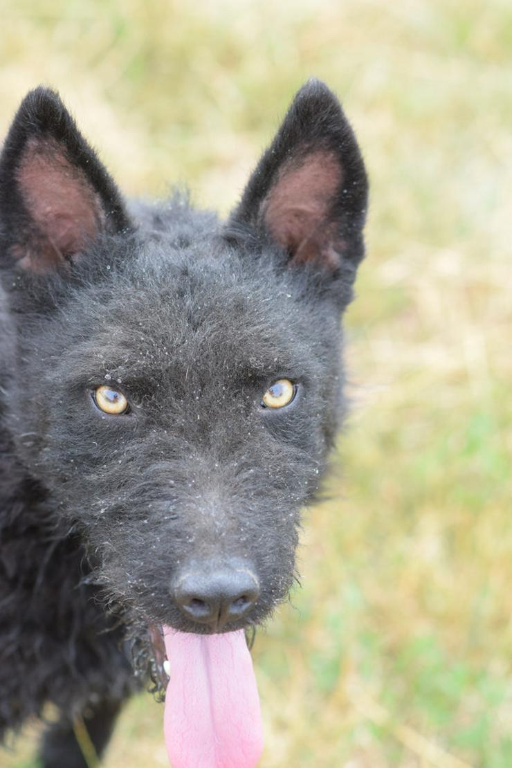 Bild 6: Oliver ist ein zuckersüßer, netter und hübscher Lausejunge.