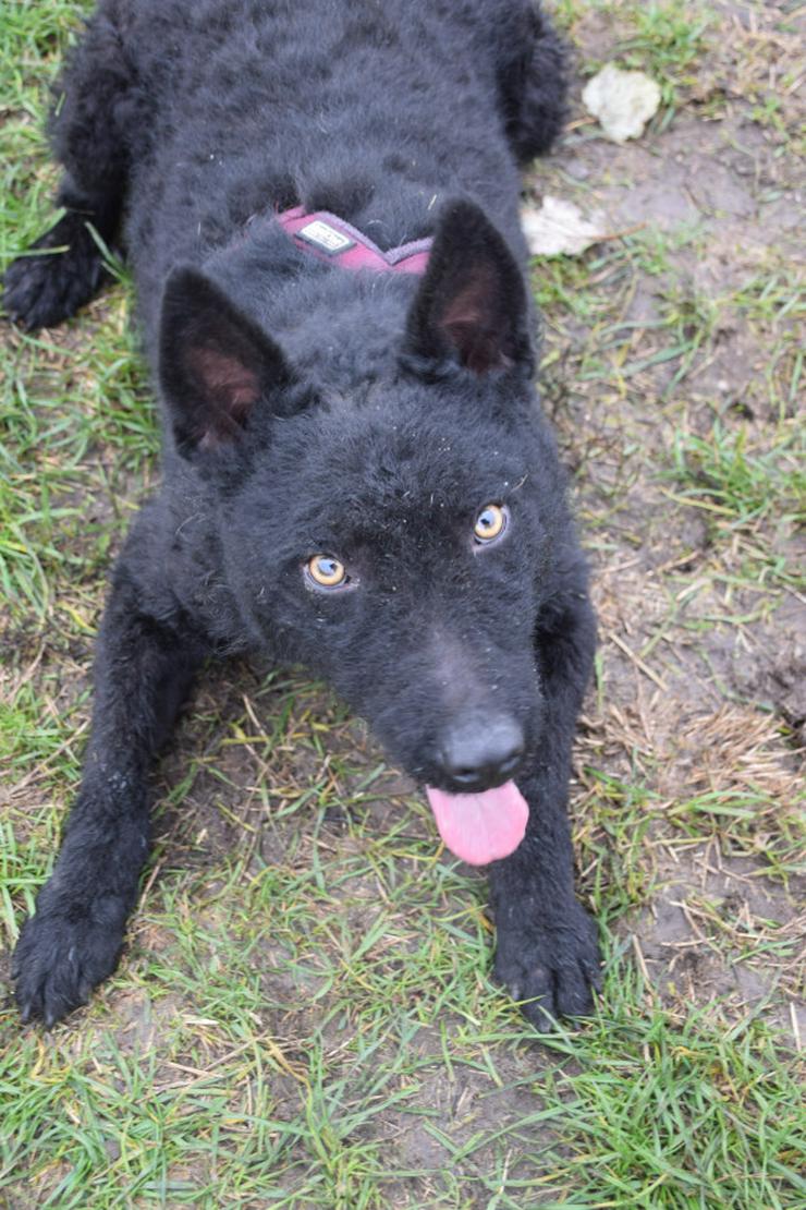 Bild 3: Oliver ist ein zuckersüßer, netter und hübscher Lausejunge.
