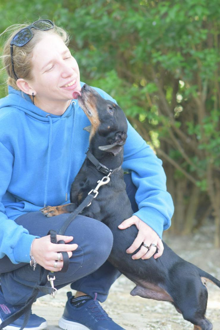 Bild 7: Dackel Paddy sucht ein liebevolles Zuhause! 