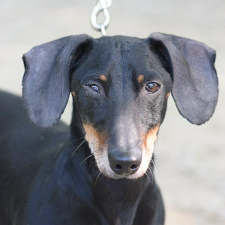 Bild 8: Dackel Paddy sucht ein liebevolles Zuhause! 