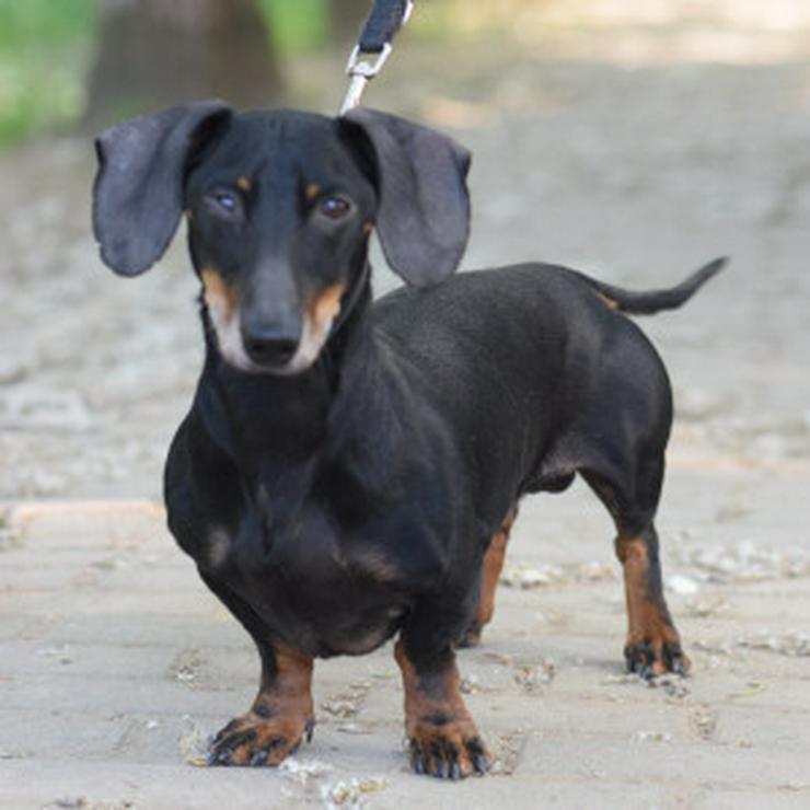 Bild 9: Dackel Paddy sucht ein liebevolles Zuhause! 