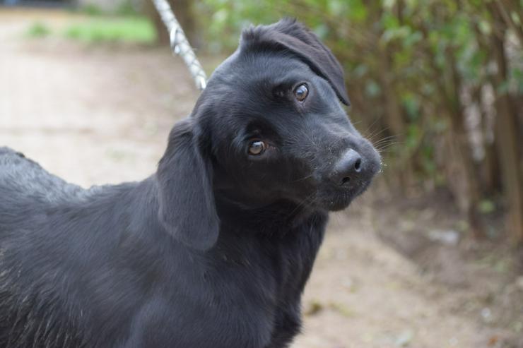 Sarolta ist eine junge lst eine Labrador-Gordon Setter Mischlingshündin.