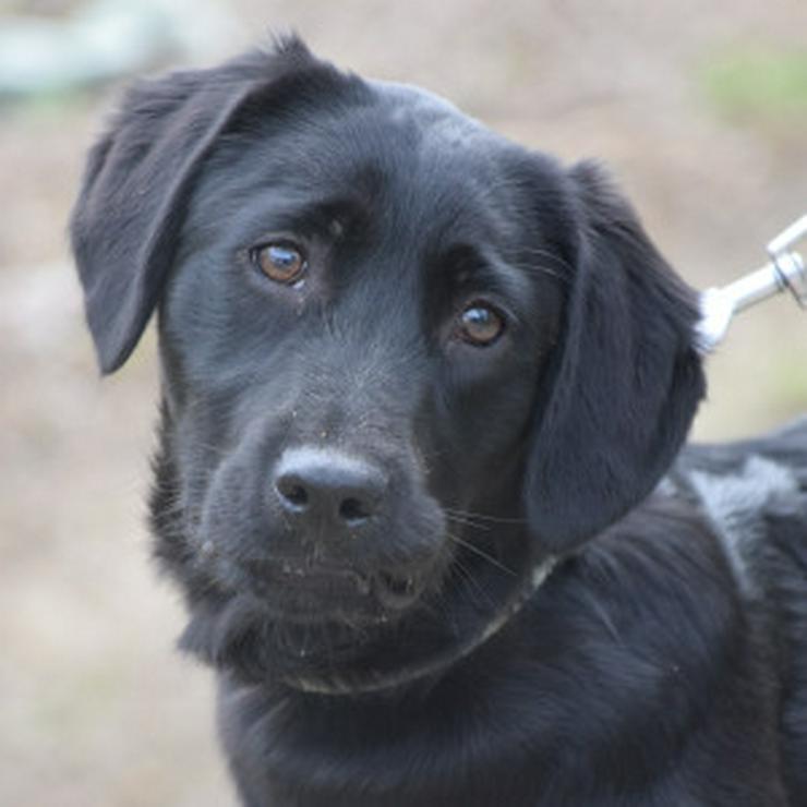 Bild 10: Sarolta ist eine junge lst eine Labrador-Gordon Setter Mischlingshündin.