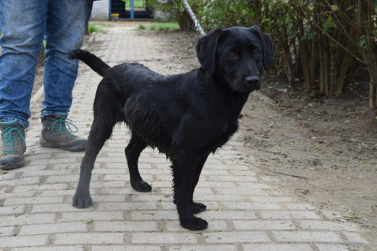 Bild 8: Sarolta ist eine junge lst eine Labrador-Gordon Setter Mischlingshündin.