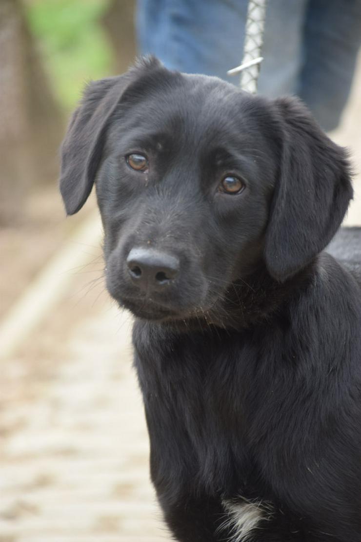 Bild 5: Sarolta ist eine junge lst eine Labrador-Gordon Setter Mischlingshündin.