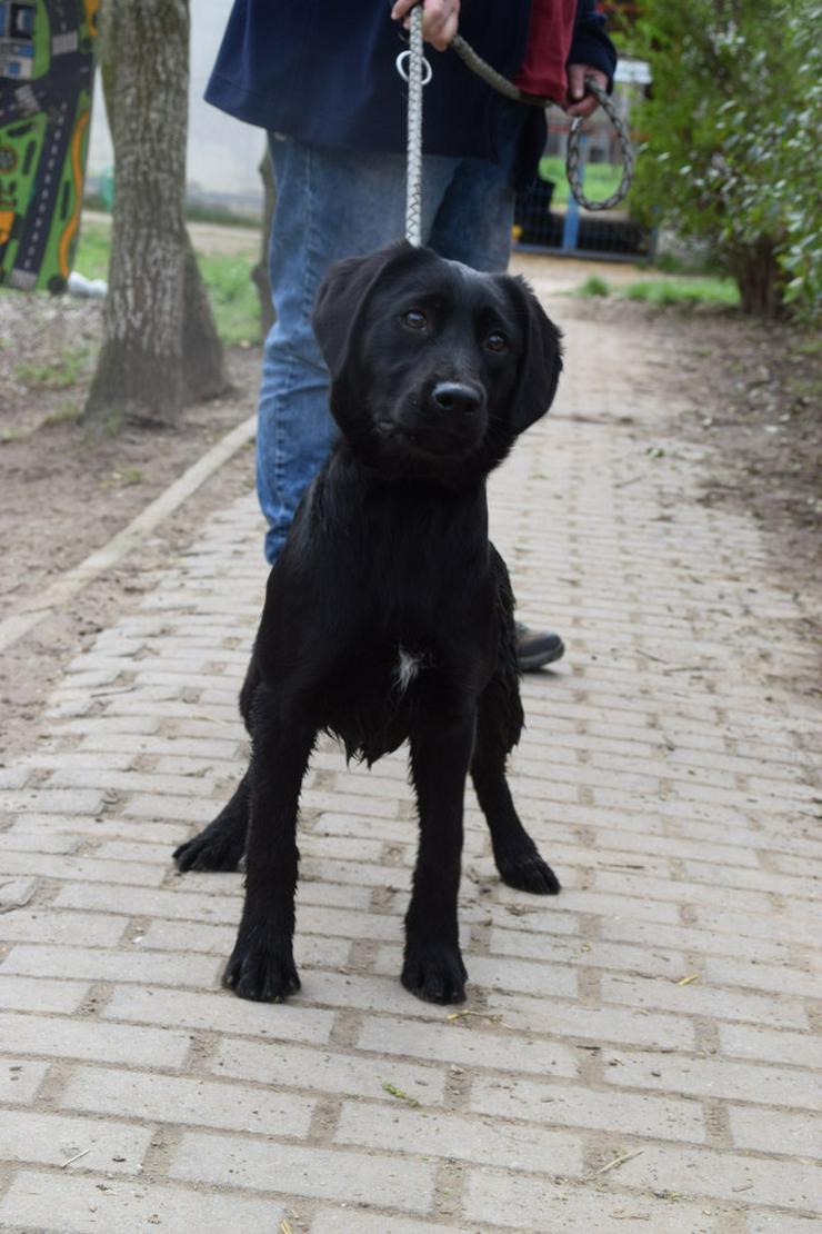 Bild 7: Sarolta ist eine junge lst eine Labrador-Gordon Setter Mischlingshündin.