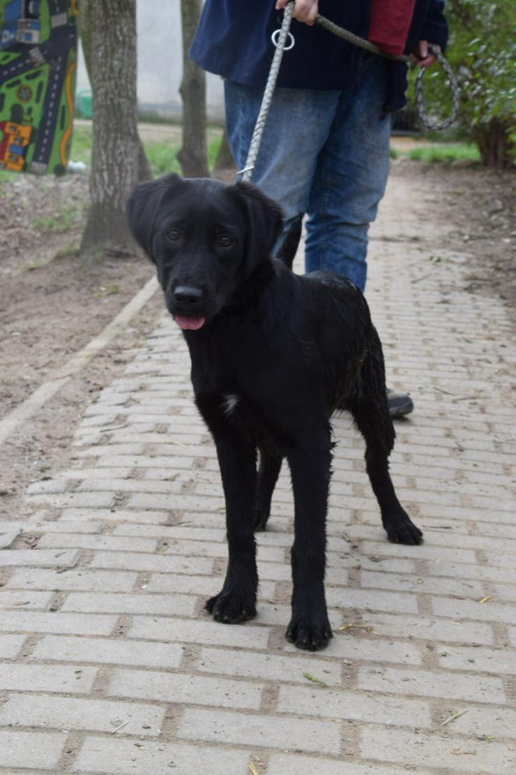 Bild 4: Sarolta ist eine junge lst eine Labrador-Gordon Setter Mischlingshündin.