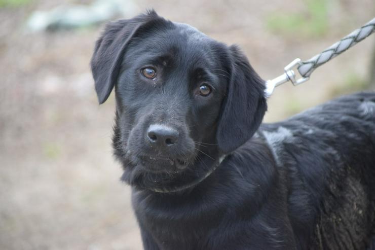 Bild 3: Sarolta ist eine junge lst eine Labrador-Gordon Setter Mischlingshündin.