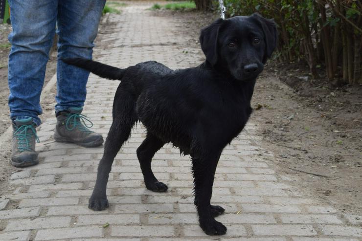 Bild 9: Sarolta ist eine junge lst eine Labrador-Gordon Setter Mischlingshündin.