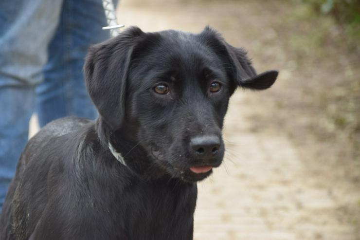 Bild 6: Sarolta ist eine junge lst eine Labrador-Gordon Setter Mischlingshündin.