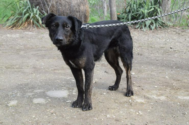 Bild 4: Dori ist medium aktiv und benötigt regelmäßige Bewegung, um ihre Muskulatur wieder aufzubauen.