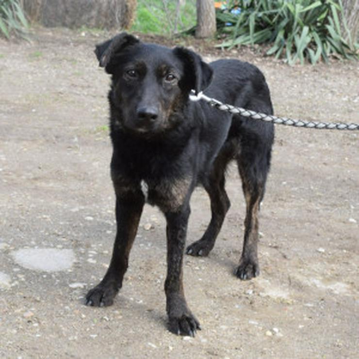 Bild 9: Dori ist medium aktiv und benötigt regelmäßige Bewegung, um ihre Muskulatur wieder aufzubauen.