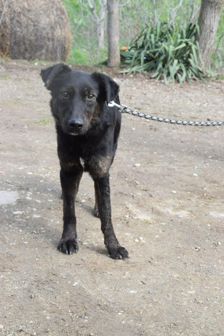 Bild 5: Dori ist medium aktiv und benötigt regelmäßige Bewegung, um ihre Muskulatur wieder aufzubauen.