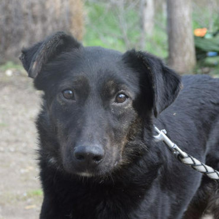 Bild 10: Dori ist medium aktiv und benötigt regelmäßige Bewegung, um ihre Muskulatur wieder aufzubauen.