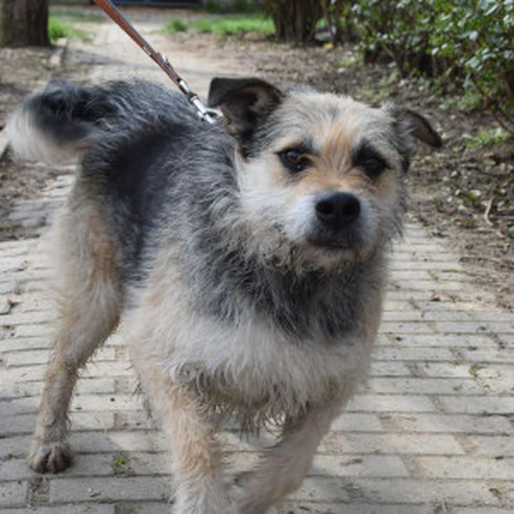 Bild 8: Capone ist ein lieber, netter Hund, der auf sein Zuhause wartet.