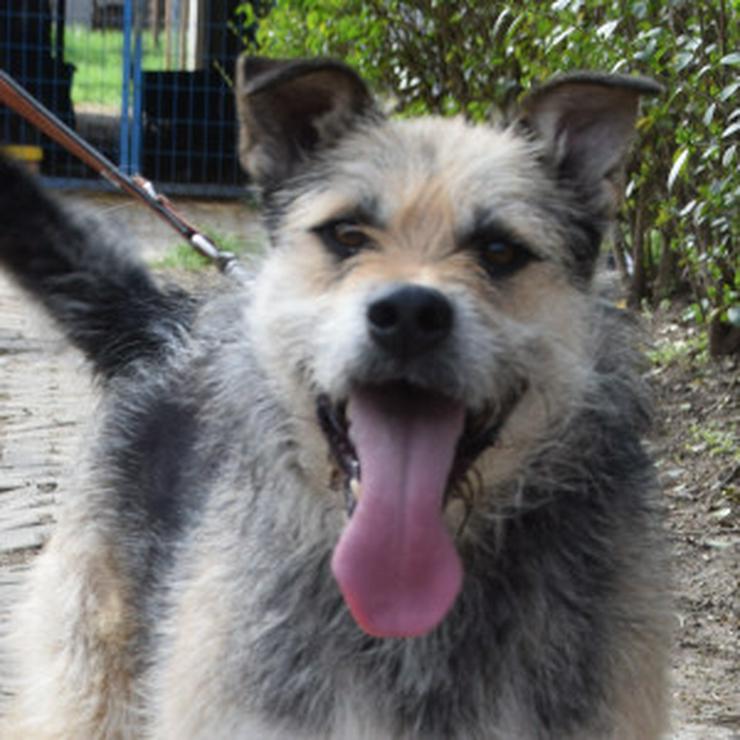 Bild 9: Capone ist ein lieber, netter Hund, der auf sein Zuhause wartet.